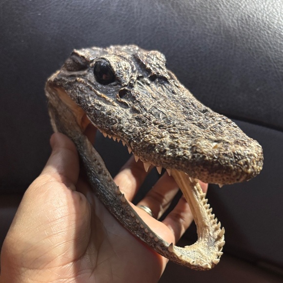 Real Reptile Skull - Picture 1 of 7